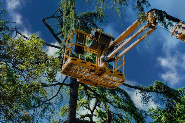 Quincy, CA  Tree Services Company