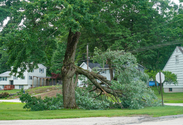 Best Tree Disease Treatment  in Quincy, CA