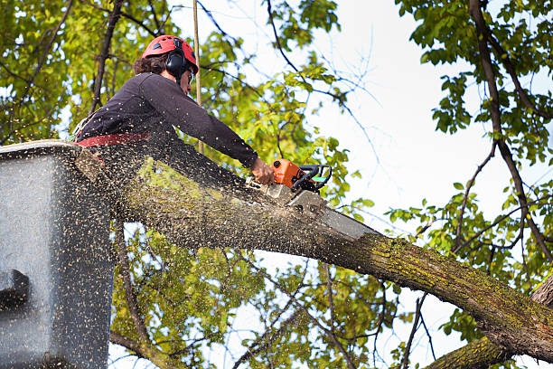 Tree and Shrub Care in Quincy, CA